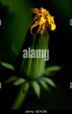 CLOSE UP di 'chiuso tarassaco' COME LA TESTA DI FIORI TRANSFORMES ALLE SEMENTI paracadute Foto Stock