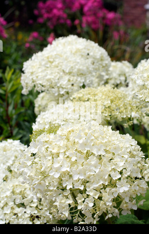 HYDRANGEA ARBORESCENS ANNABELLE AGM Foto Stock