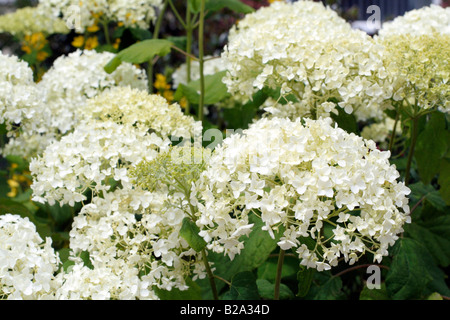 HYDRANGEA ARBORESCENS ANNABELLE AGM Foto Stock