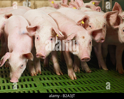 La sofferenza degli animali, molti dei suinetti in un piccolo recinto di maiale Sus scrofa domestica l allevamento suino, Heinsberg, Germania, Europa Tierleid Foto Stock