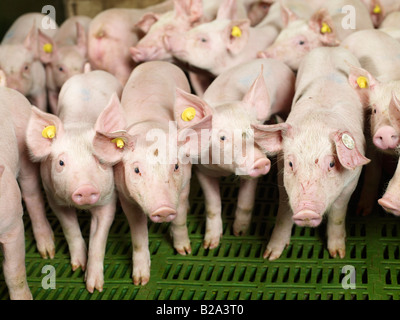 La sofferenza degli animali, molti dei suinetti in un piccolo recinto di maiale Sus scrofa domestica l allevamento suino, Heinsberg, Germania, Europa Tierleid Foto Stock