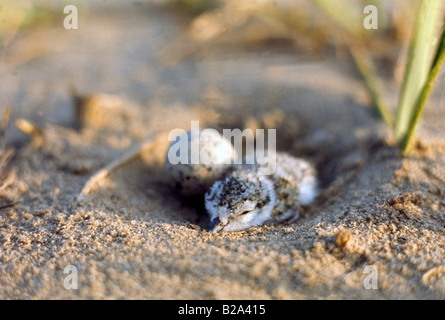 Fraticello chick & uovo nel nido raschiare. Sterna albifrons. ((Sternula albifrons) Sterne naine tedesco: Zwergseeschwalbe spagnolo: Charrancito común Foto Stock