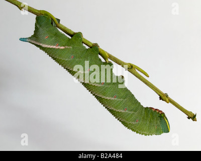 Eyed Hawkmoth larva Foto Stock