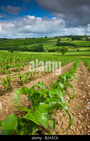 Le colture estive che cresce in terreni agricoli Morchard Vescovo Mid Devon England Foto Stock