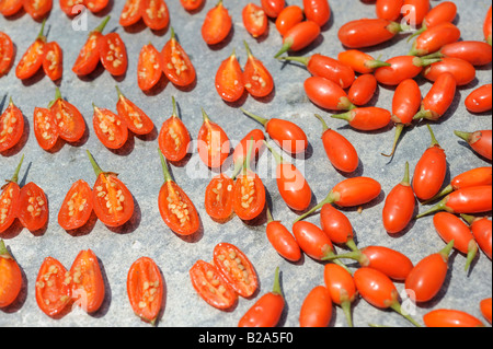 Fresh Goji bacche. 19-lug-2008 Foto Stock