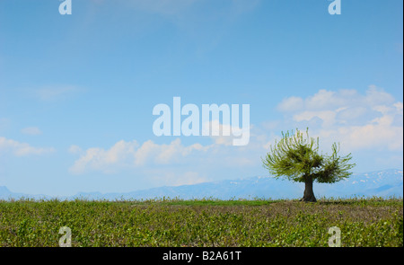 Albero solitario standind in campo th Foto Stock