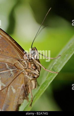Close up ritratto della farfalla marrone Foto Stock