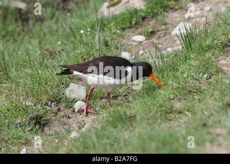 OYSTER CATCHER Haematopus ostralegus avanzamento sul terreno paludoso VISTA LATERALE Foto Stock