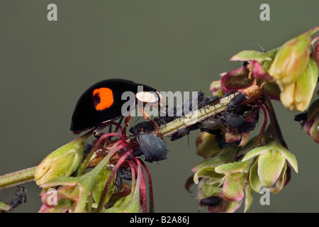 Harlequin ladybird Harmonia axyridis mangiare afidi sul Dock Potton Bedfordshire Foto Stock