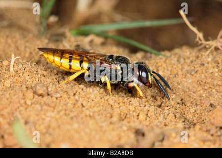 Bee-killer Wasp Philanthus triangulum scavando scavano Sandy Bedfordshire Foto Stock