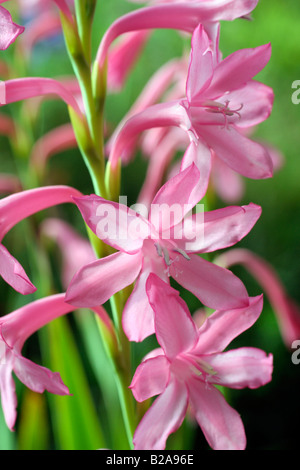 WATSONIA TRESCO nana rosa Foto Stock