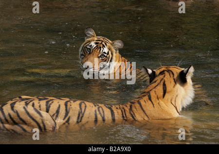 Una tigre del Bengala machali con il suo cucciolo in un monsone di acqua (Panthera Tigris) Foto Stock