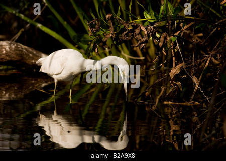Piccolo airone cenerino (Egretta caerulea), pesca di novellame Foto Stock