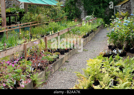 Impianto AREA VENDITE A MARWOOD HILL GARDENS North Devon può dove molte piante insolite coltivate nel giardino può essere acquistato Foto Stock