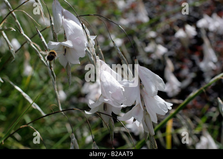 DIERAMA GUINEVERE A MARWOOD HILL GARDENS NORTH DEVON Foto Stock