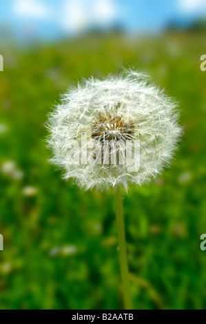 Orologio del dente di Leone Foto Stock