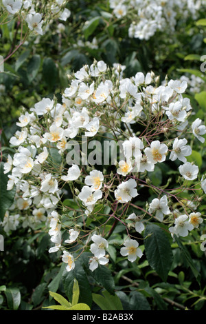 ROSA Filipes Kiftsgate AGM A MARWOOD HILL GARDENS NORTH DEVON Foto Stock