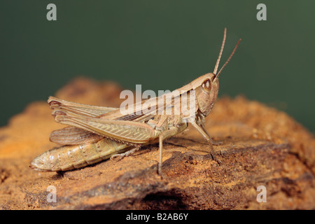 Campo comune grasshopper Chorthippus brunneus a riposo su pietra arenaria Sandy Bedfordshire Foto Stock