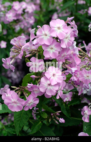 PHLOX PANICULATA PROSPERO Foto Stock