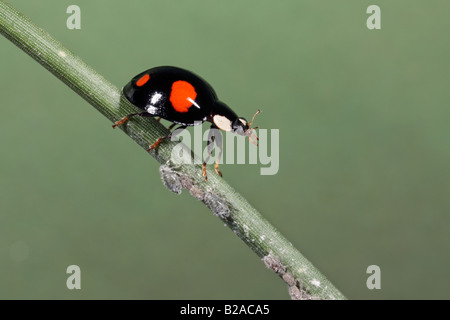 Harlequin ladybird Harmonia axyridis mangiare afidi su aghi di pino Potton Bedfordshire Foto Stock