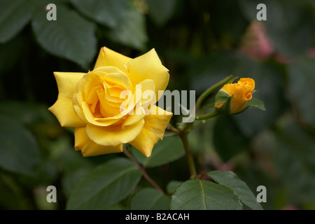 Golden Gate medio giallo hybrid tè rosa inglese korgolgat fioritura con bud e foglie Foto Stock