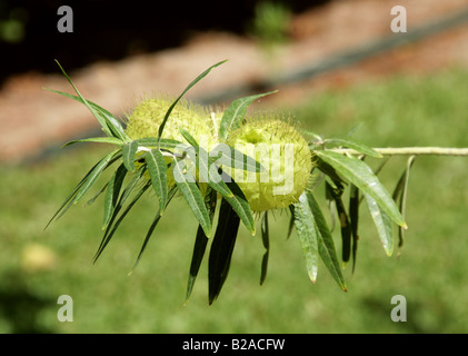 Cotone a palloncino Bush frutta, Asclepias physocarpa aka Gomphocarpus physocarpus Apocynaceae, Tule, Stato di Oaxaca, Messico
