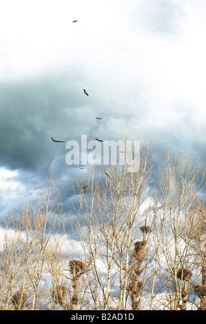 Stormo di cicogne bianche Ciconia ciconia sorvolano una colonia in un giorno di tempesta Foto Stock