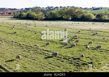 Gregge di Pecore Merino pascolando in un campo primaverile Alentejo Portogallo Foto Stock