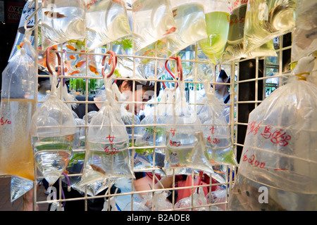 Acquisto di lucky goldfish in oro Mercato del Pesce, Tung Choi Street, Mongkok, Kowloon, Hong Kong. Foto Stock