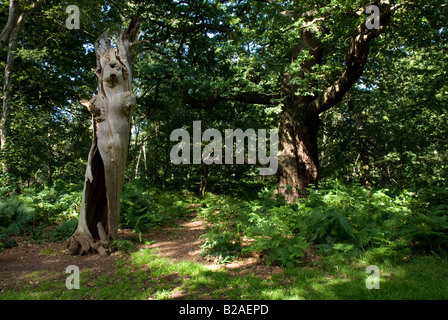 Vivi e morti antiche querce nella Foresta di Sherwood Foto Stock