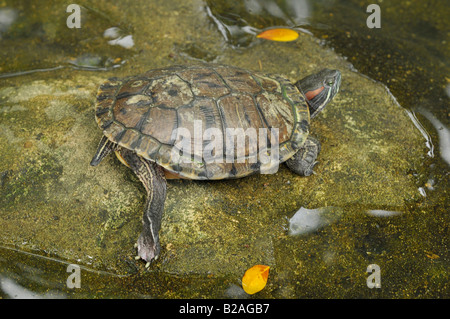 Turtle , lo zoo di Dusit, bangkok, Thailandia Foto Stock