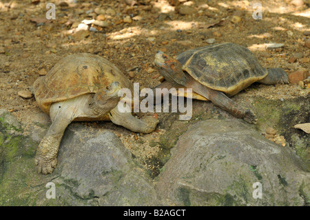 Turtle , lo zoo di Dusit, bangkok, Thailandia Foto Stock