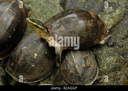 Turtle , lo zoo di Dusit, bangkok, Thailandia Foto Stock