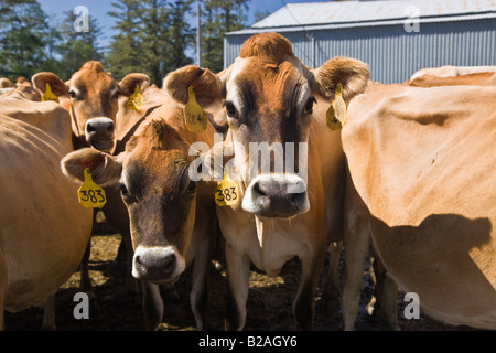 Curioso di vacche Jersey in attesa di essere munte. Foto Stock