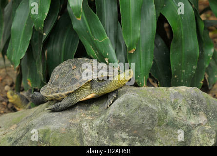 Striscia di cinese tartaruga a collo alto , lo zoo di dusit , Bangkok , Thailandia Foto Stock