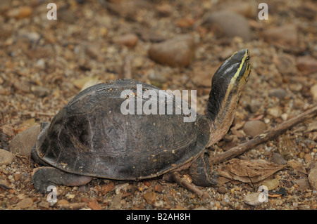 Giallo intitolata Tempio turtle , lo zoo di dusit , bangkok, Thailandia Foto Stock