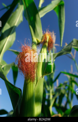 Pianta di cereale Foto Stock