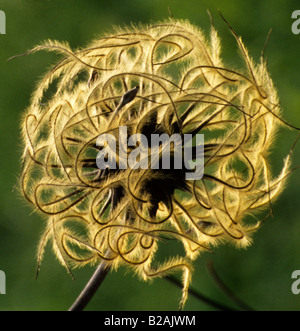 Il viaggiatore gioia vecchio uomo con la barba Clematis vitalba seedhead Foto Stock