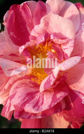 Rosa ad arbusto rosa gallica Versicolor syn Rosamundi Foto Stock