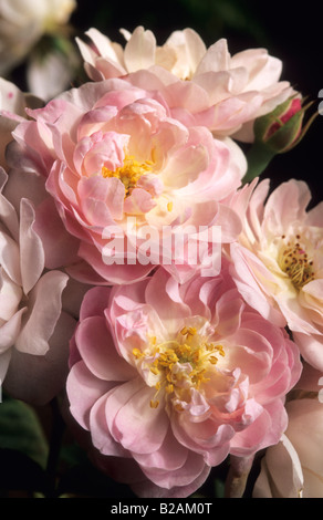 Rosa rampicante rosa noisette Carnee syn Blush Noisette Foto Stock