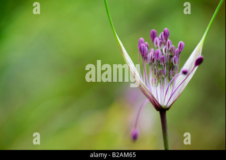 Allium carinatum subsp. pulchellum. Aglio Keeled fiori apertura. Regno Unito Foto Stock