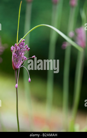 Allium carinatum subsp. pulchellum. Aglio Keeled fiori apertura. Regno Unito Foto Stock