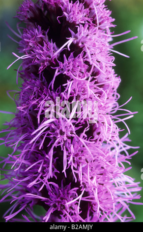 Liatris spicata Floristan Violett Foto Stock