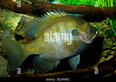 Bluegill Lepomis macrochirus Florida Foto Stock