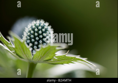Eryngium giganteum 'Silver fantasma'. Mare Holly fiore Foto Stock
