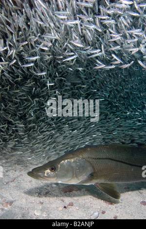 Snook, Centropomus undecimalis, sott'acqua nelle Florida Keys Foto Stock