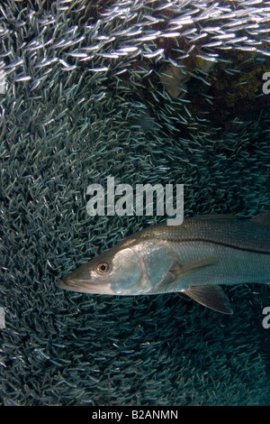 Snook, Centropomus undecimalis, sott'acqua nelle Florida Keys Foto Stock