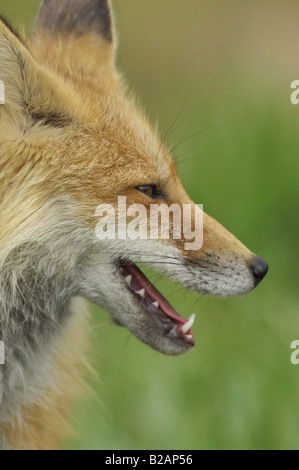 Verticale di close-up verticale di una volpe rossa Foto Stock