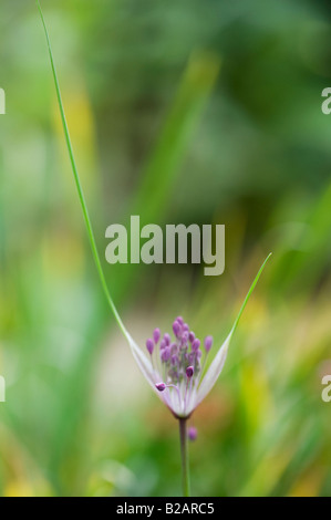 Allium carinatum subsp. pulchellum. Aglio Keeled fiori apertura. Regno Unito Foto Stock