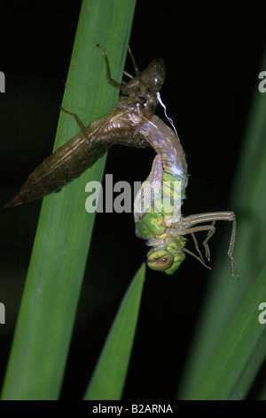 Hawker Dragonfly durante la metamorfosi in pazienti adulti Foto Stock